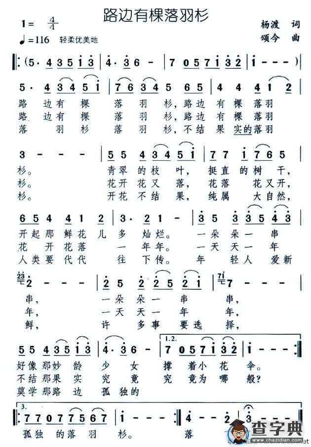 路边有棵落羽杉