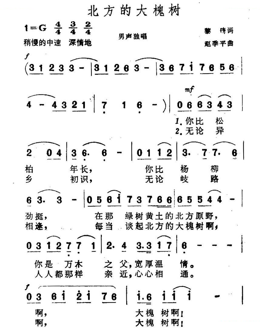 北方的大槐树