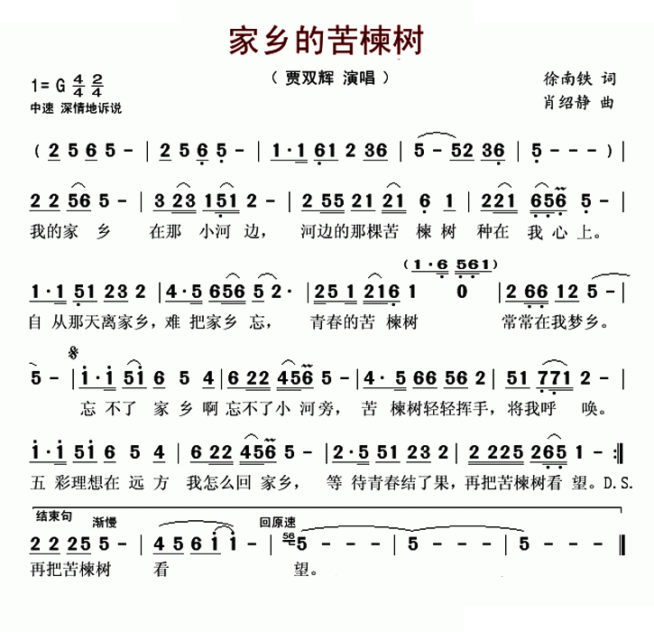 家乡的苦楝树