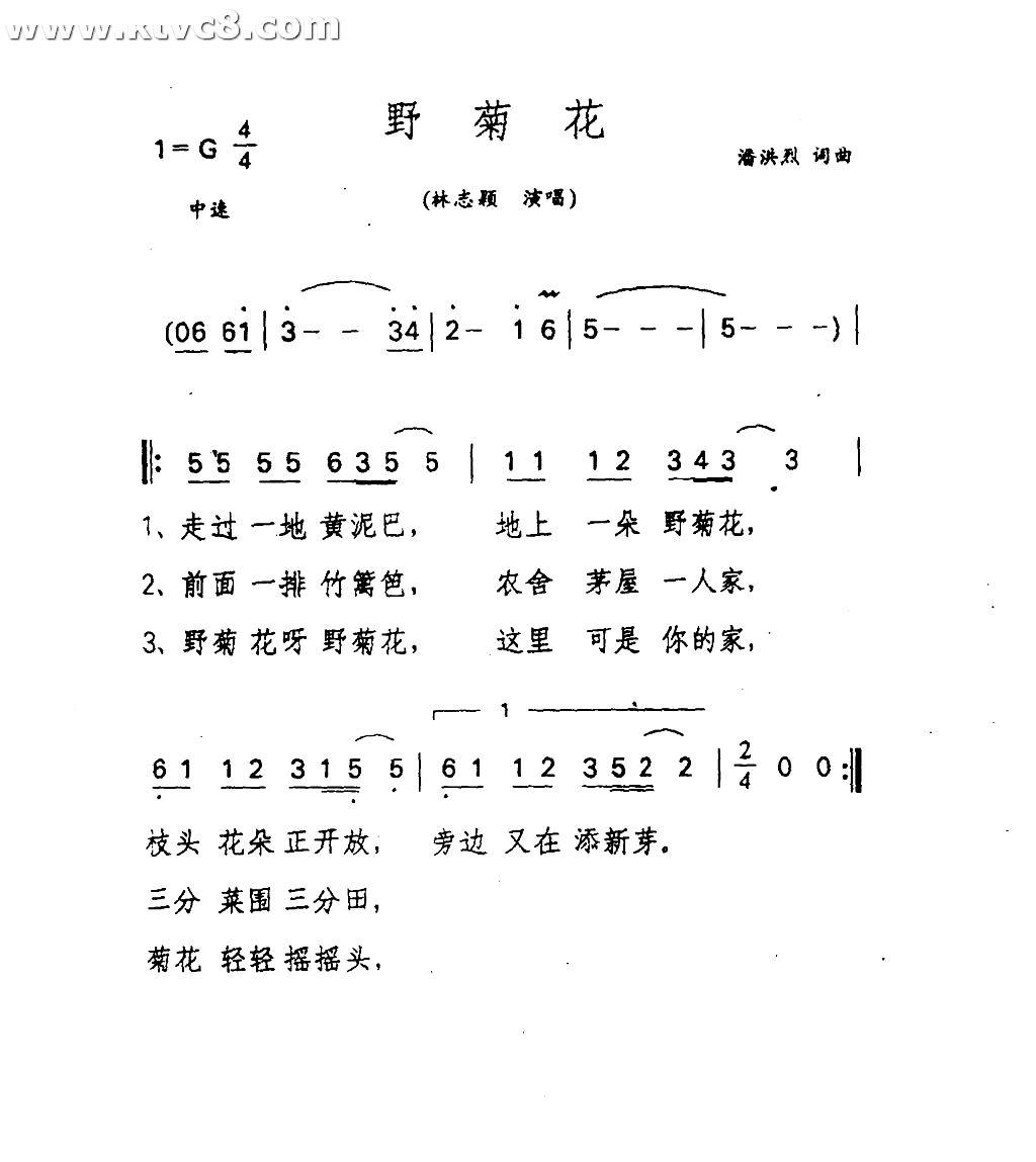 野菊花