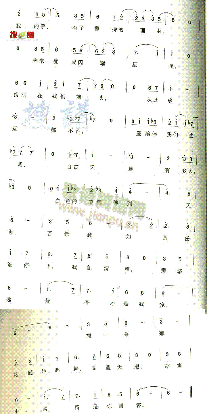 冰菊舞