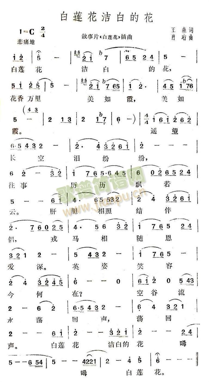 白莲花洁白的花