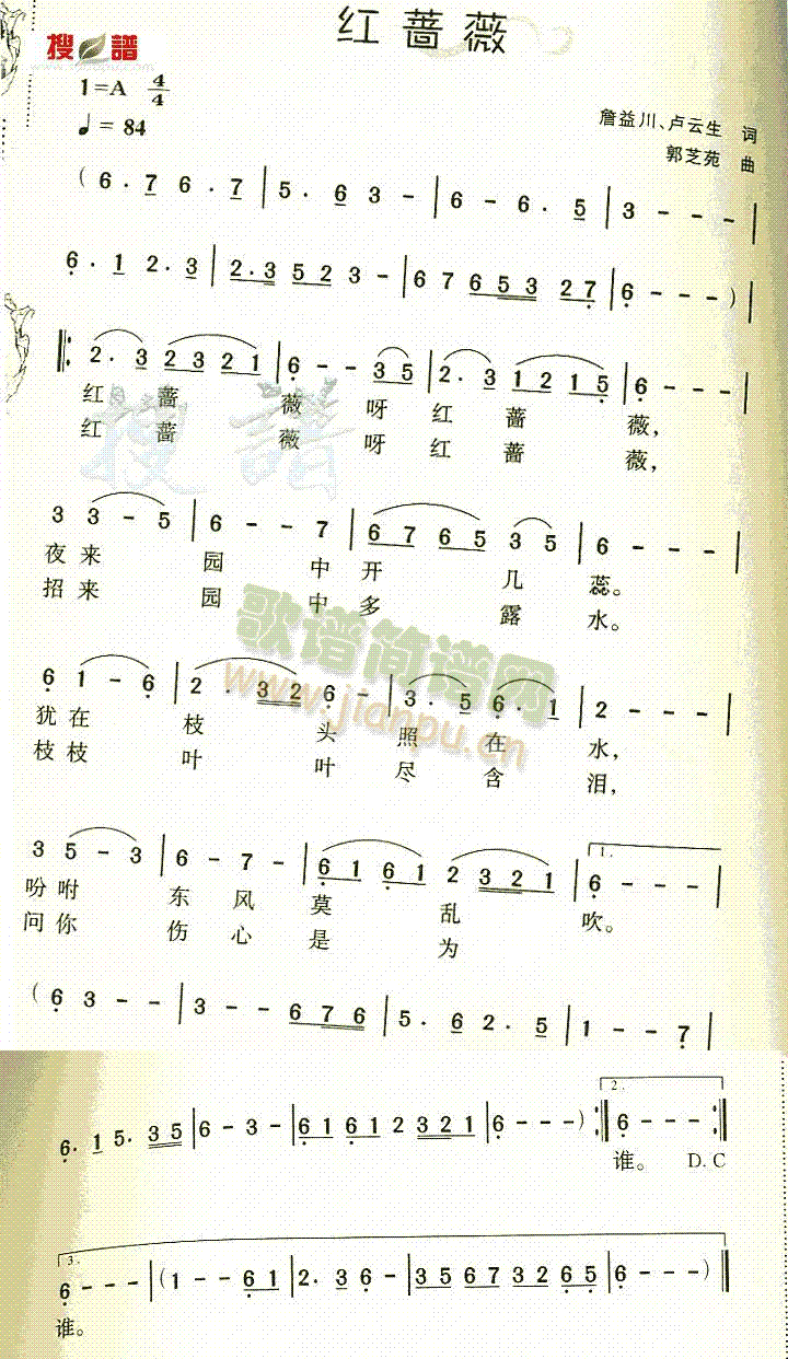 红蔷薇