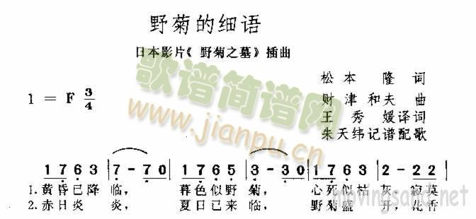 野菊的细语