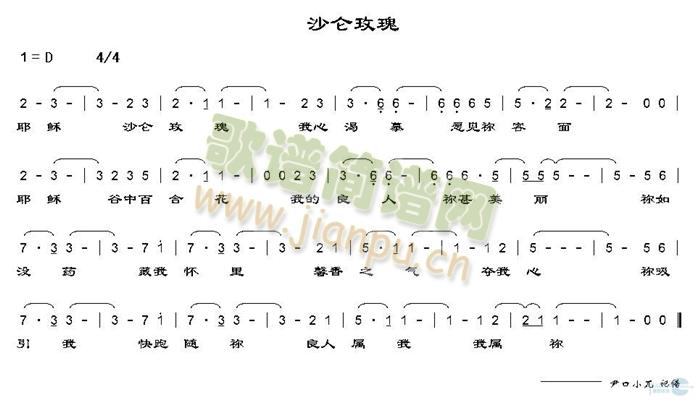 沙仑玫瑰