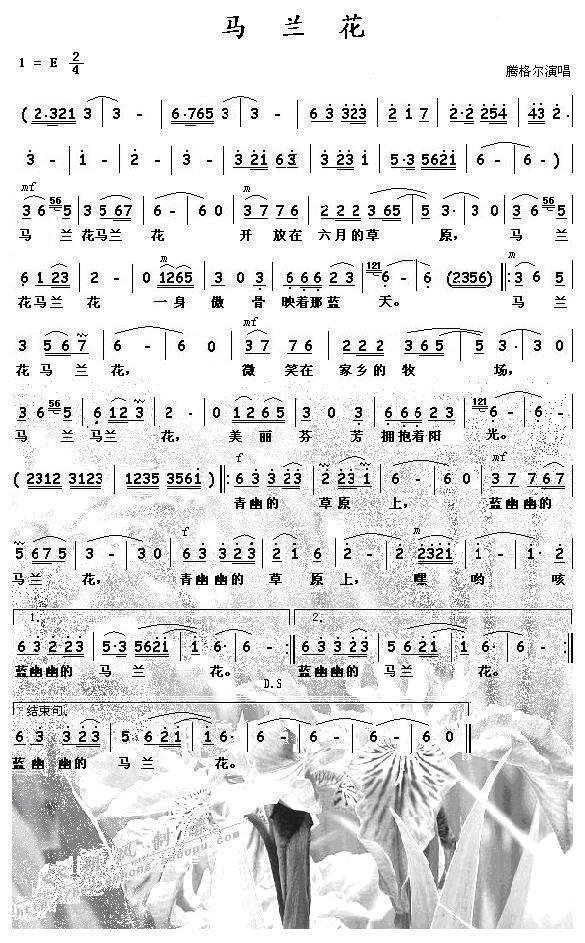 马兰花