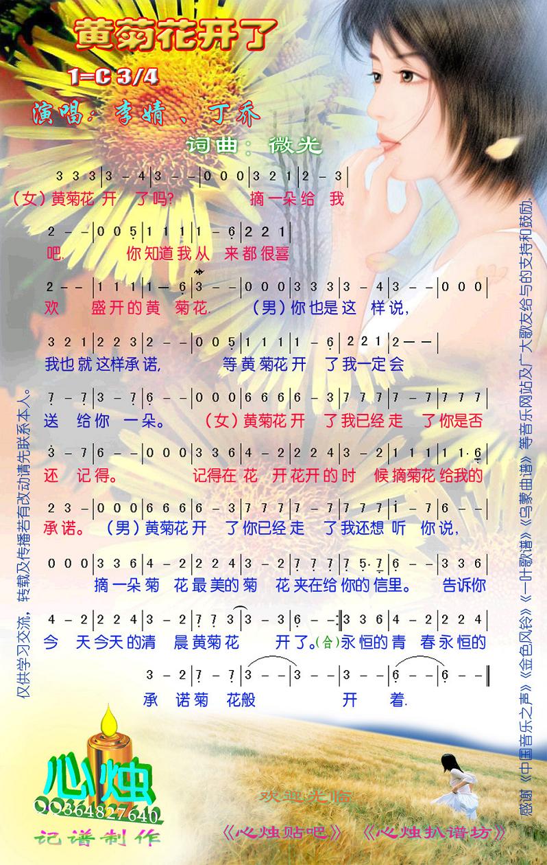黄菊花开了