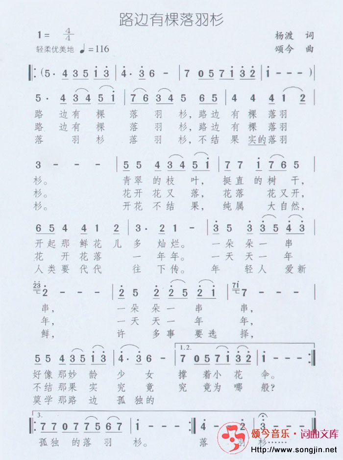 路边有棵落羽杉