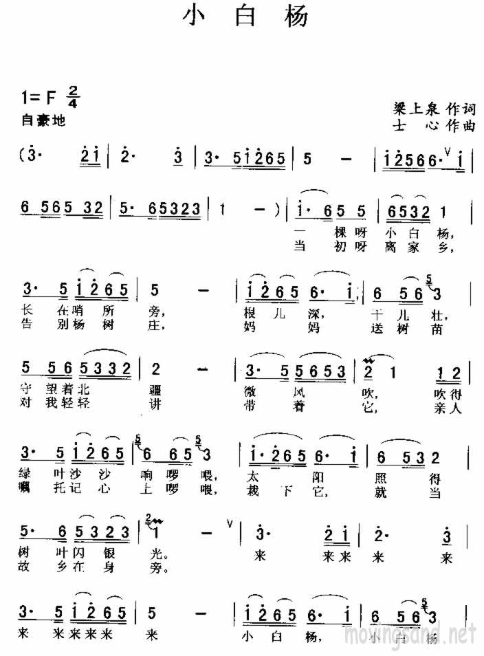 小白杨