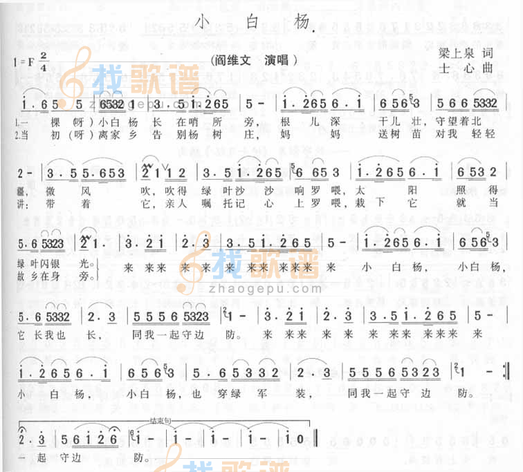 小白杨