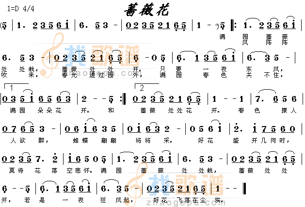 蔷薇花