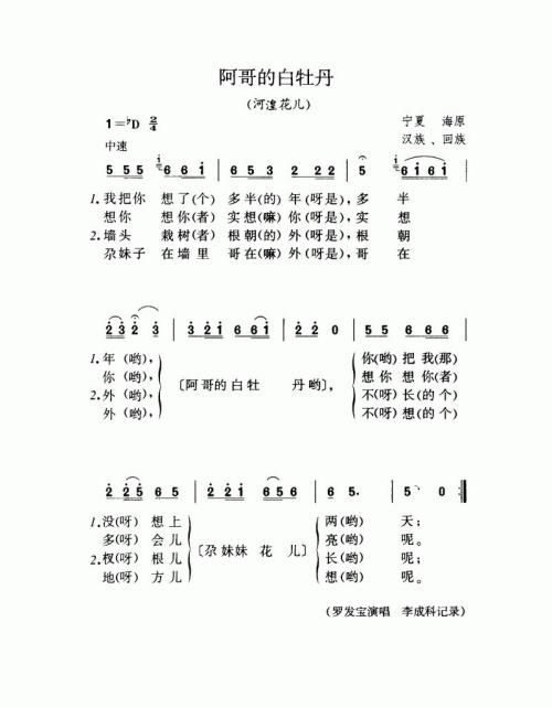 阿哥的白牡丹