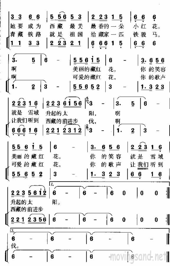 美丽的藏红花