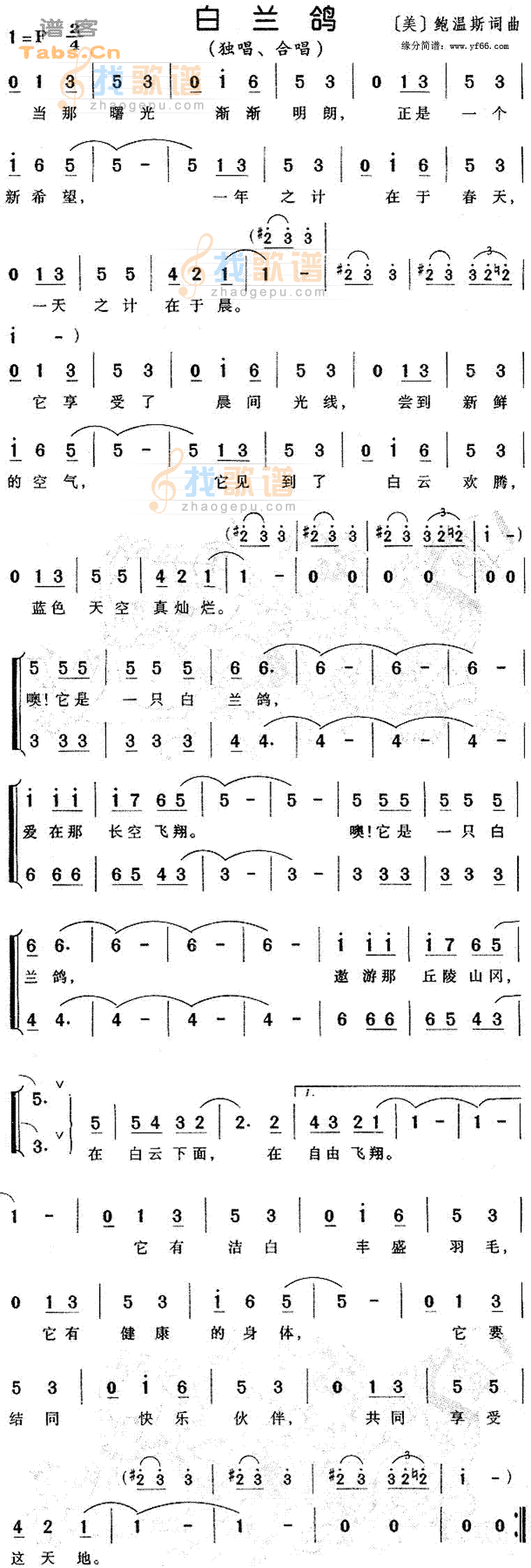 白兰鸽