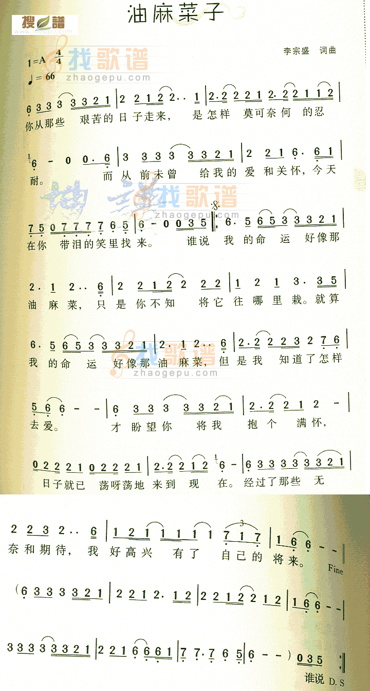 油麻菜子
