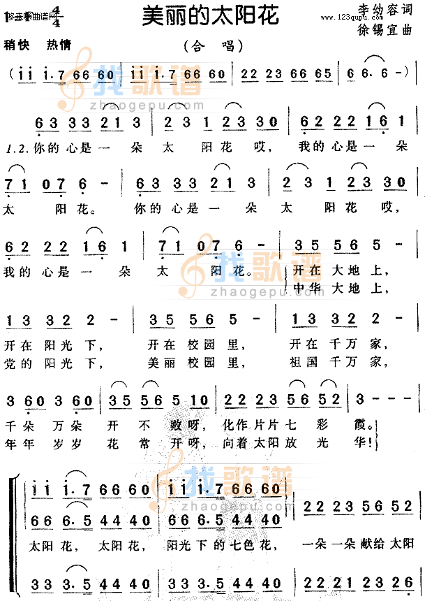 美丽的太阳花