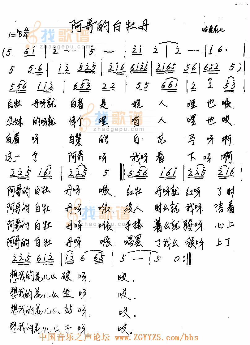 阿哥的白牡丹