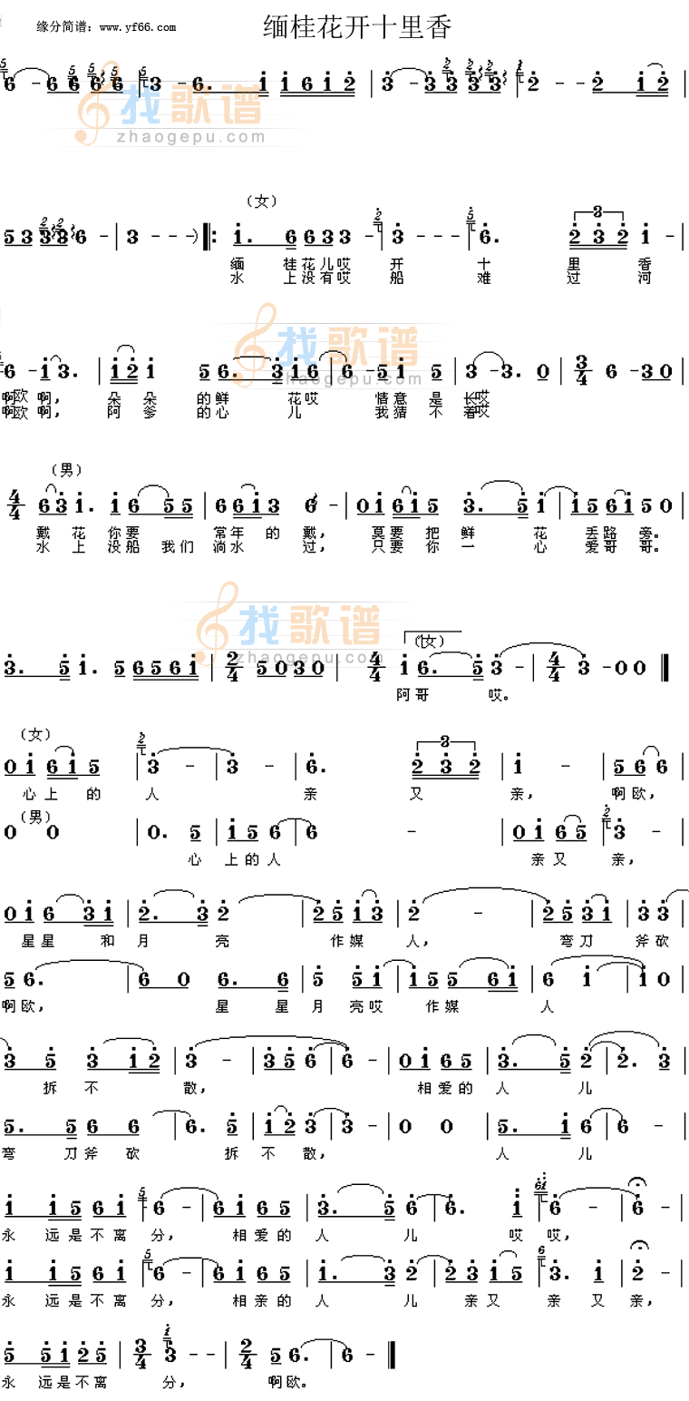 缅桂花开十里香