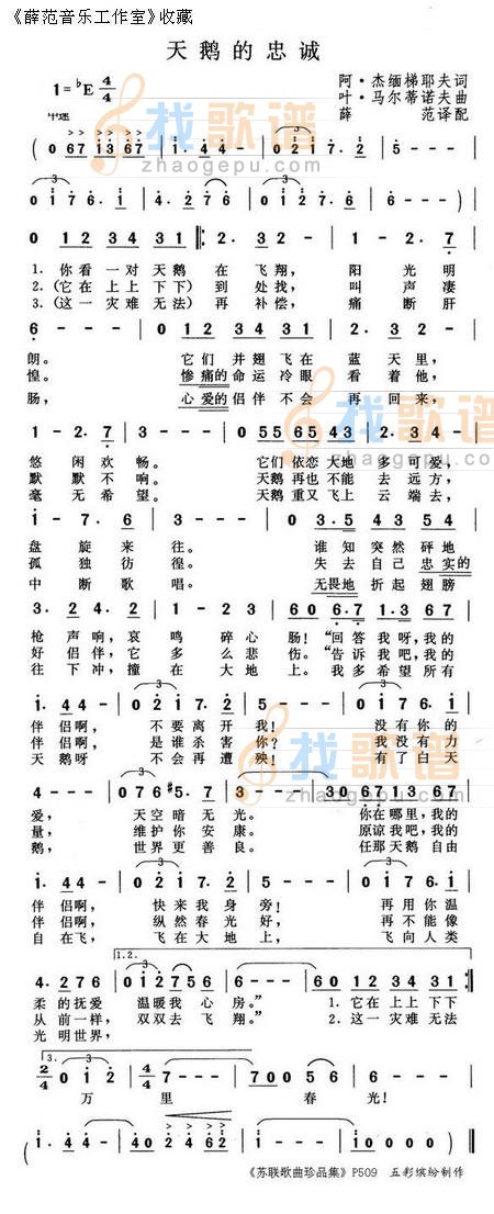 天鹅的忠诚