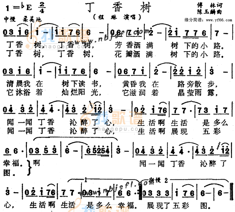 丁香树