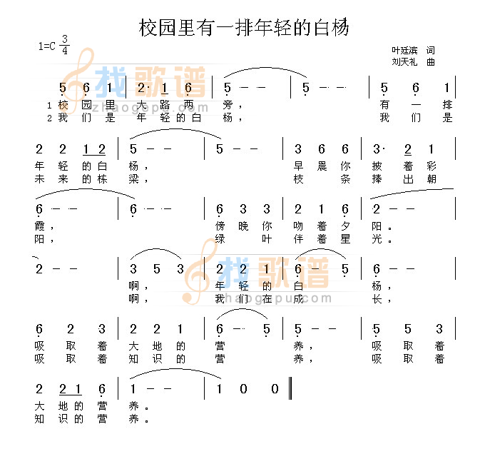 校园里有一排年轻的白杨
