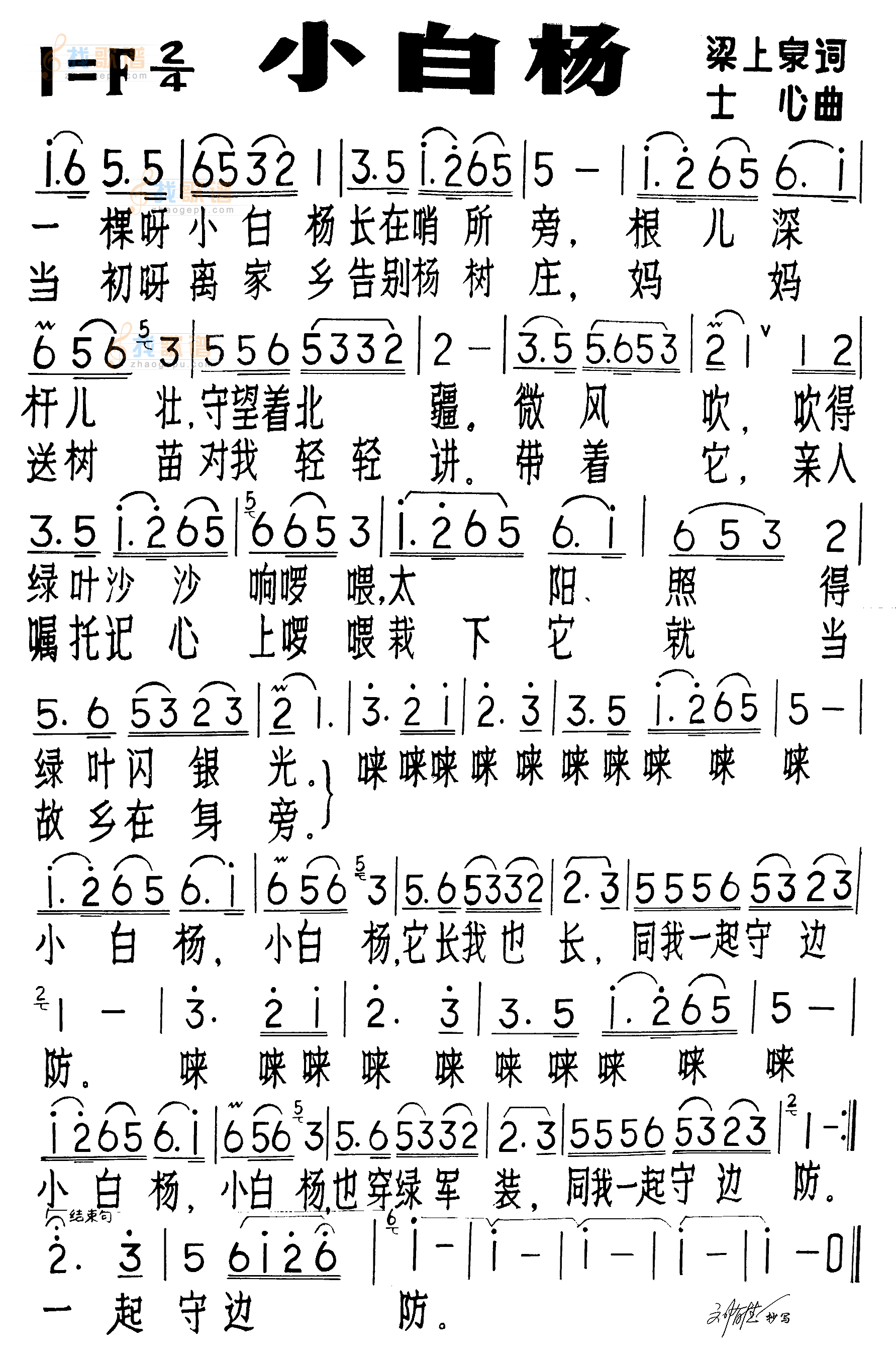 小白杨