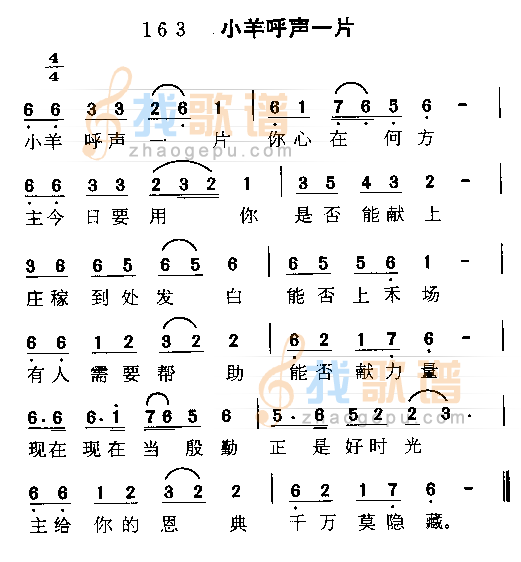 小羊呼声一片