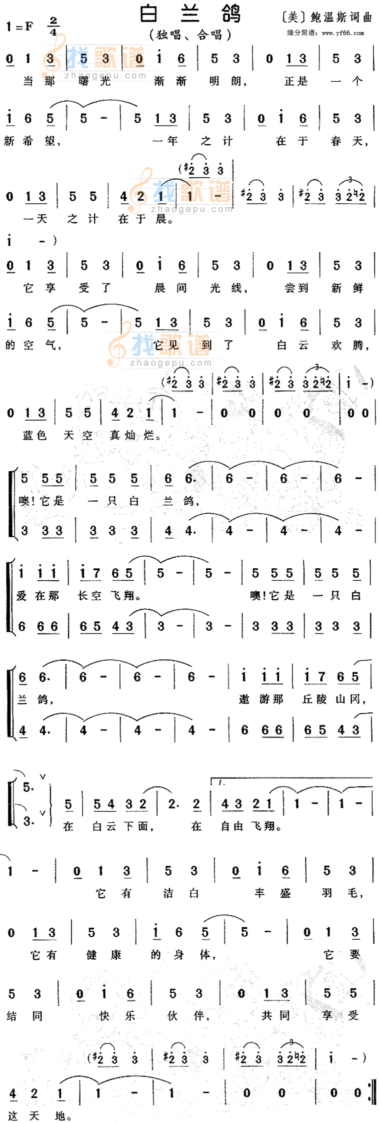 白兰鸽