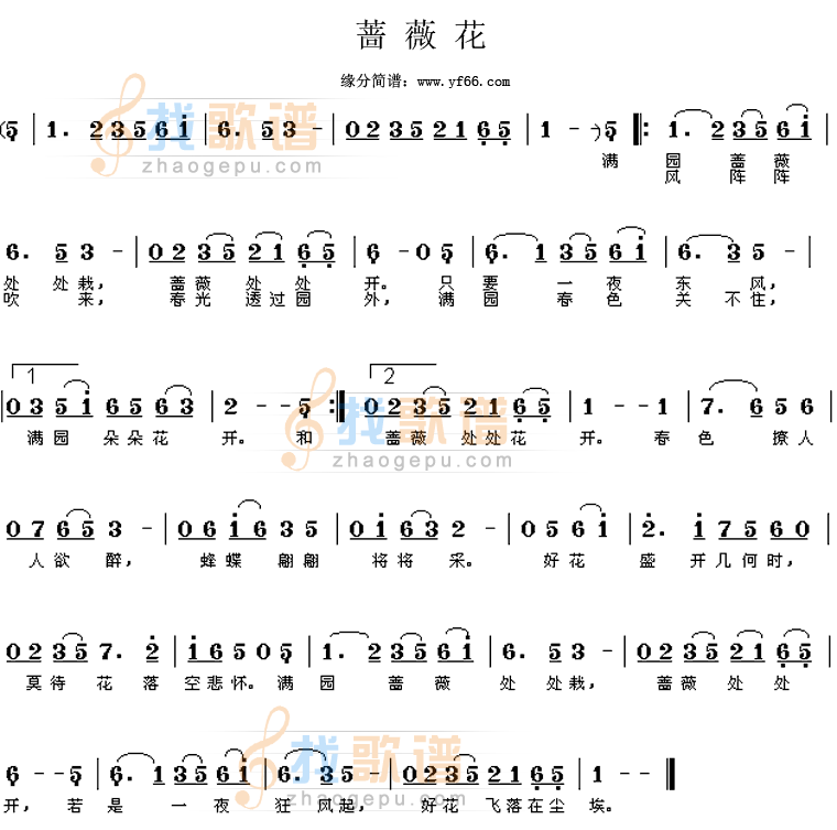 蔷薇花