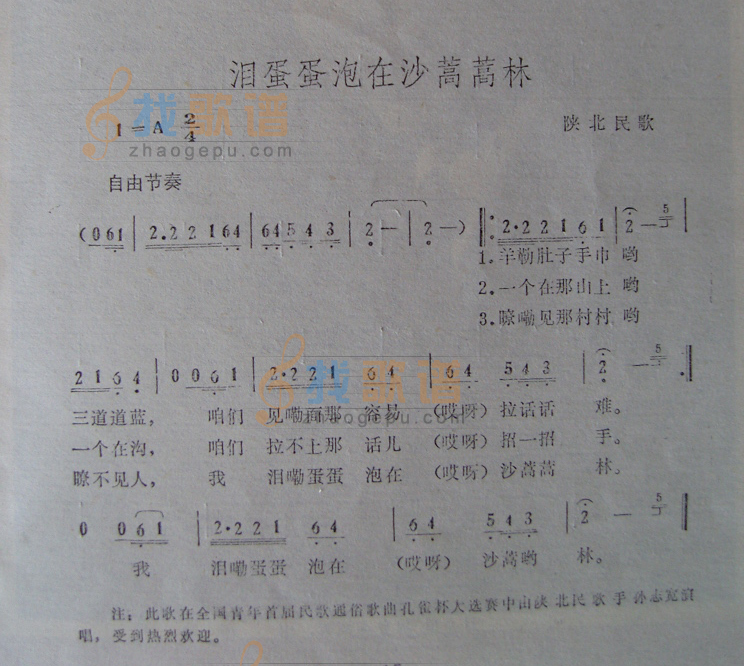 泪蛋蛋泡在沙蒿蒿林