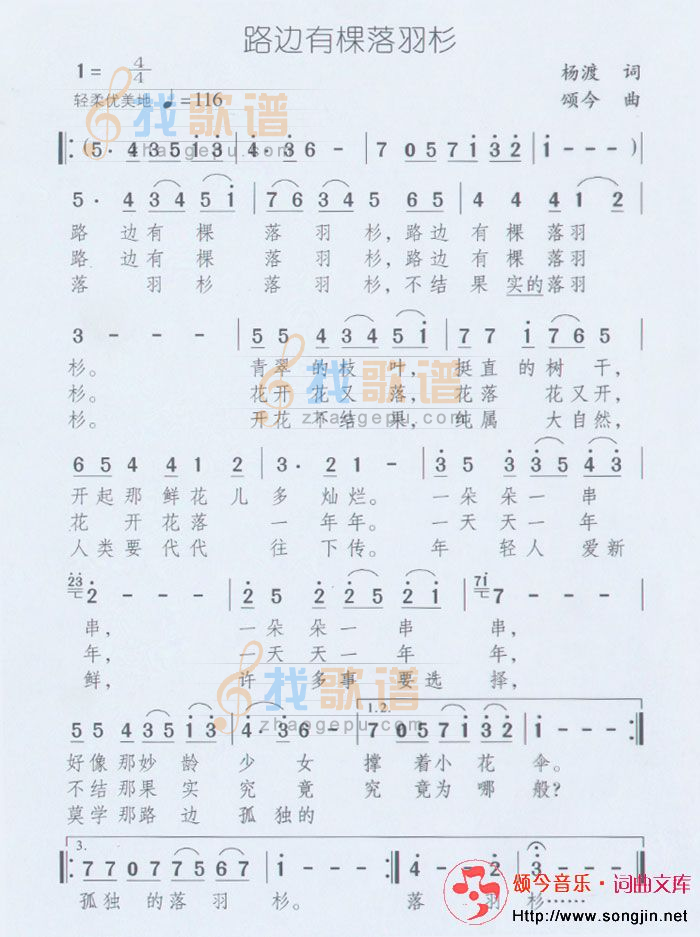 路边有棵落羽杉
