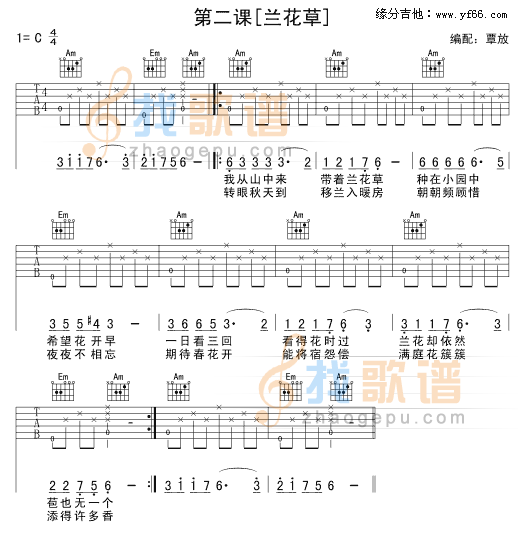 兰花草