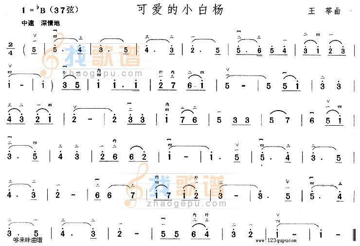 可爱的小白杨