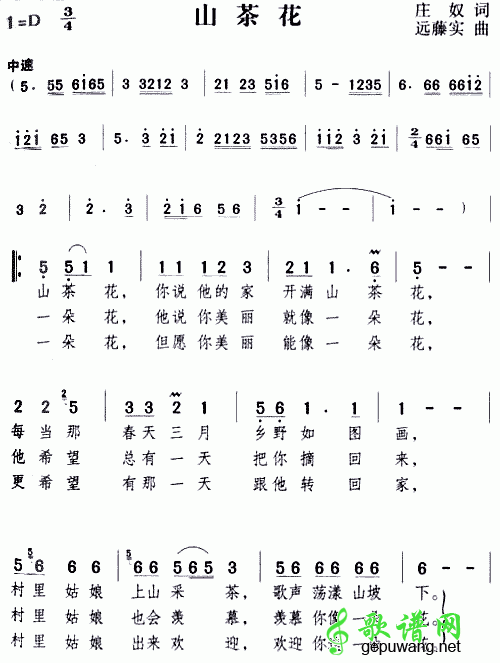 山茶花山茶花
