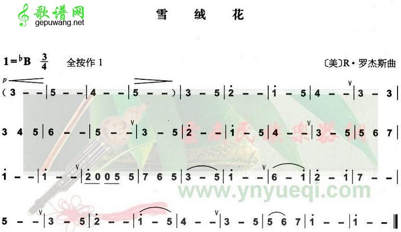 雪绒花