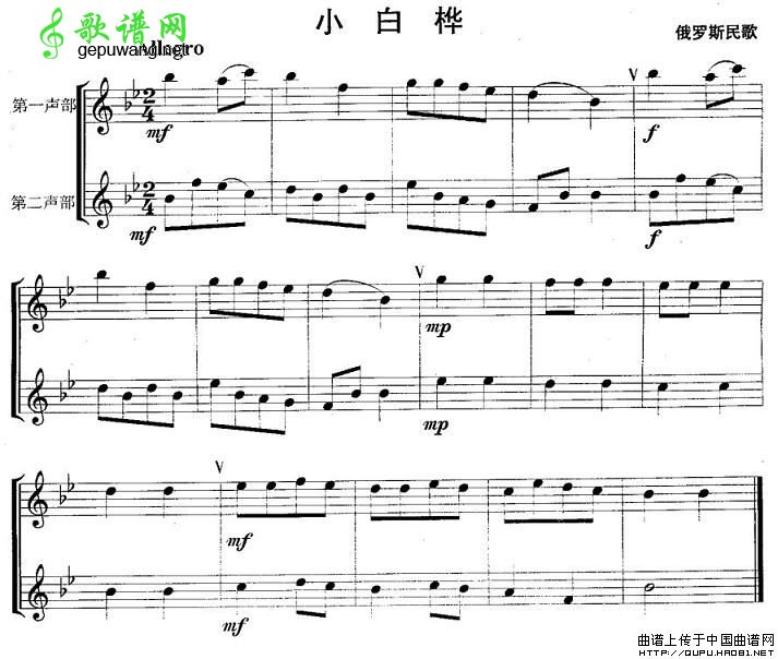 小白桦