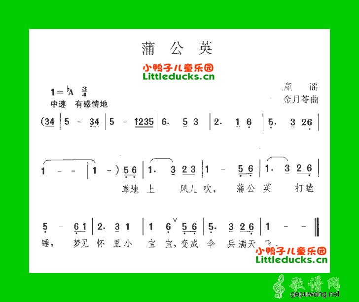 蒲公英