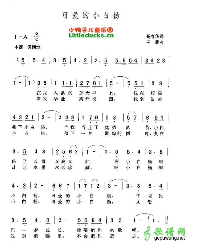可爱的小白杨儿歌可爱的小白杨