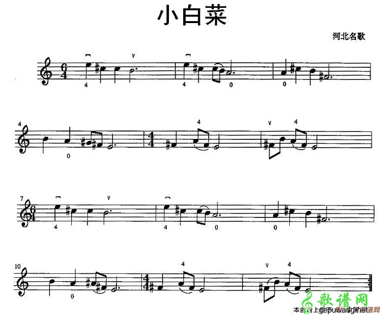 小白菜