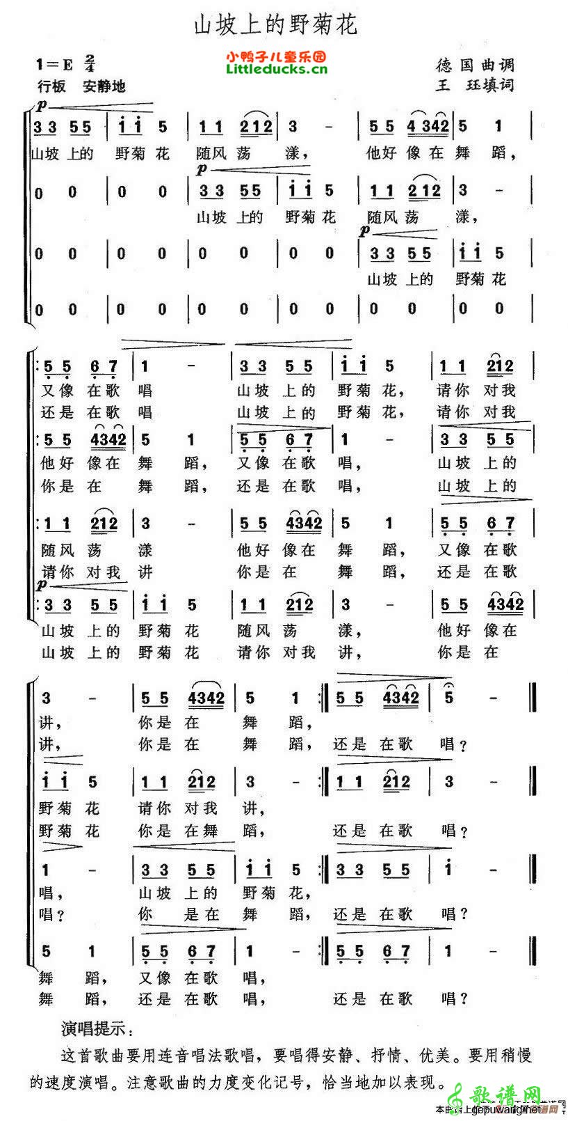 山坡上的野菊花